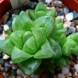Haworthia obtusaXpygmaea P1210565.JPG